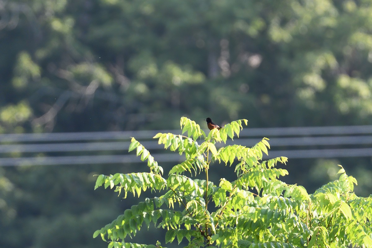 Orchard Oriole - Vern Wilkins 🦉