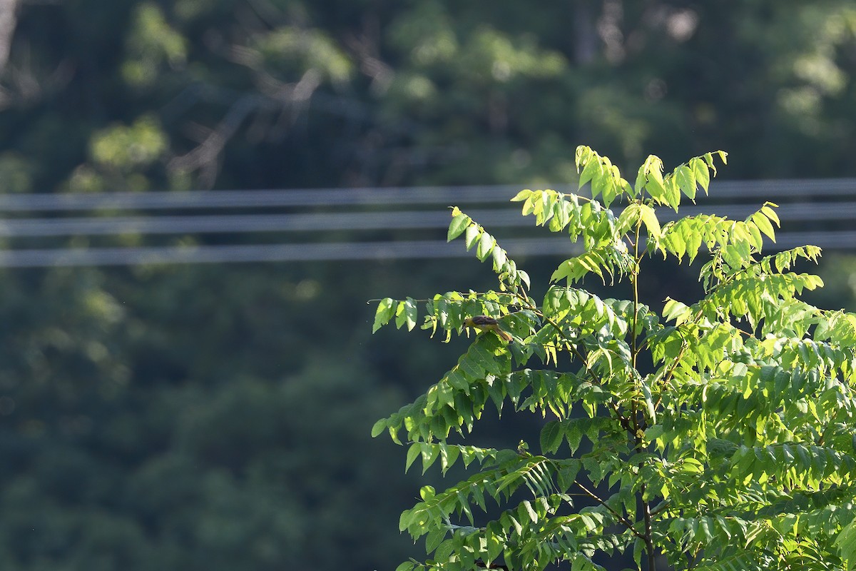 Orchard Oriole - ML250126871