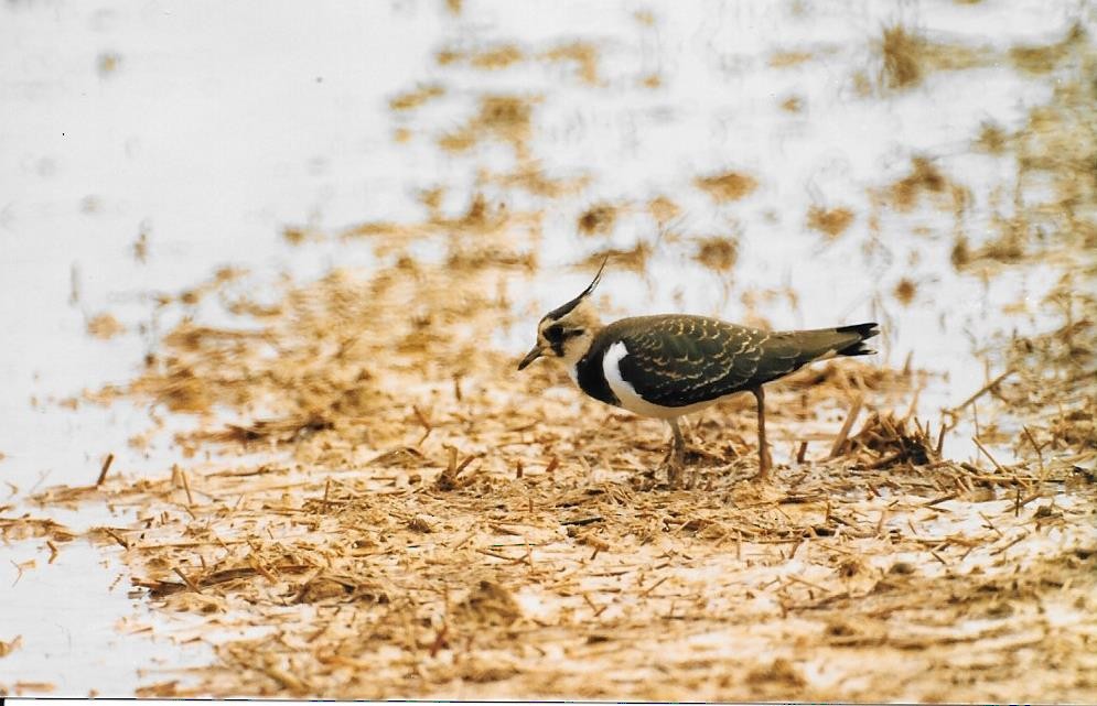 Northern Lapwing - ML250128311