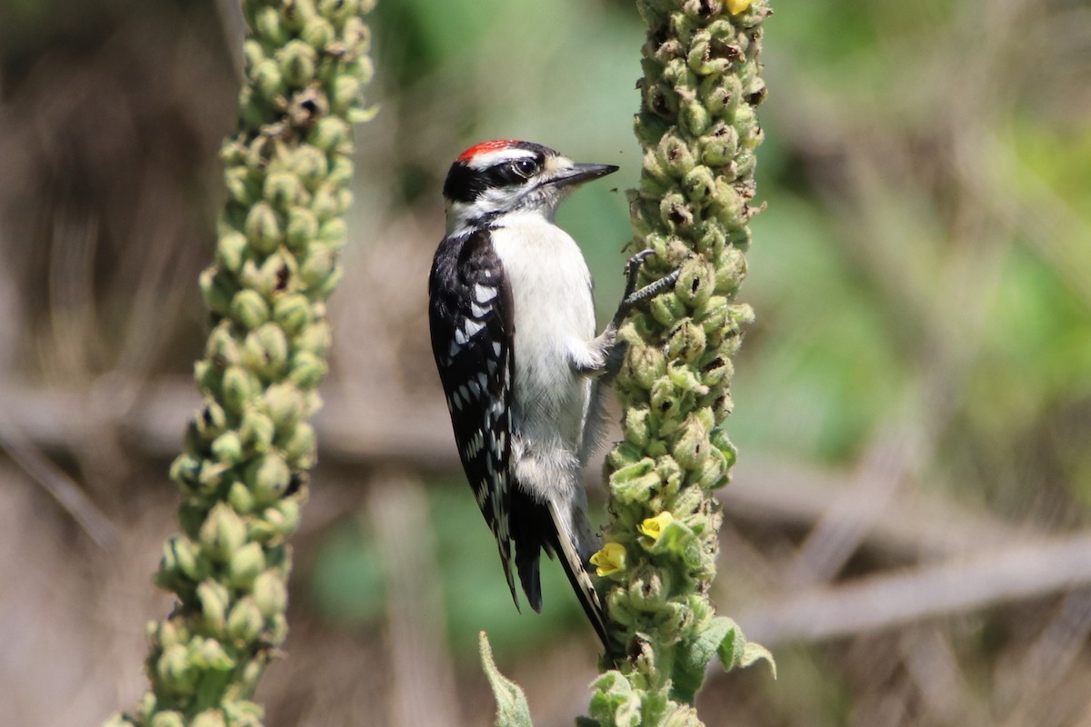 Downy Woodpecker - ML250128601