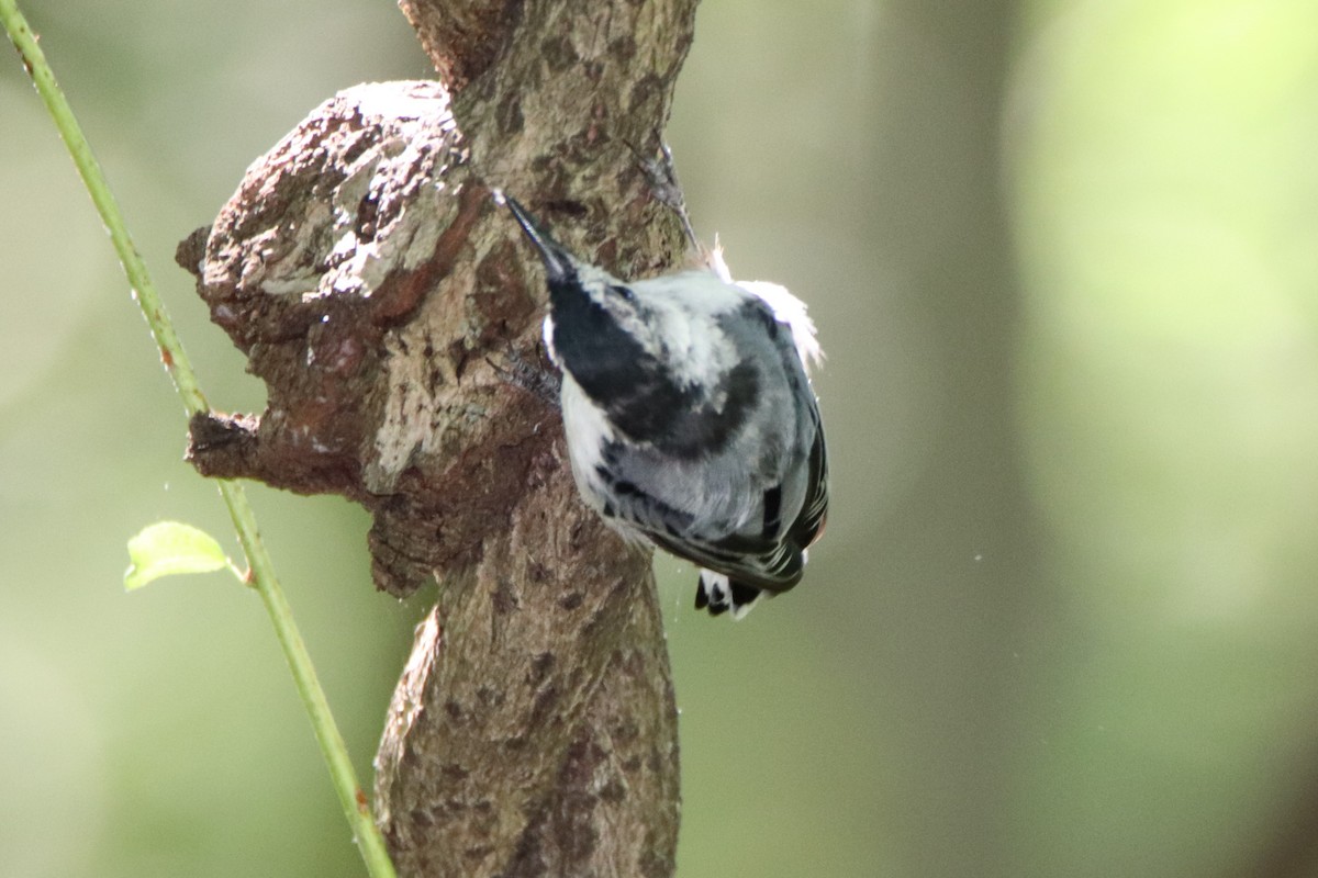 White-breasted Nuthatch - ML250128641