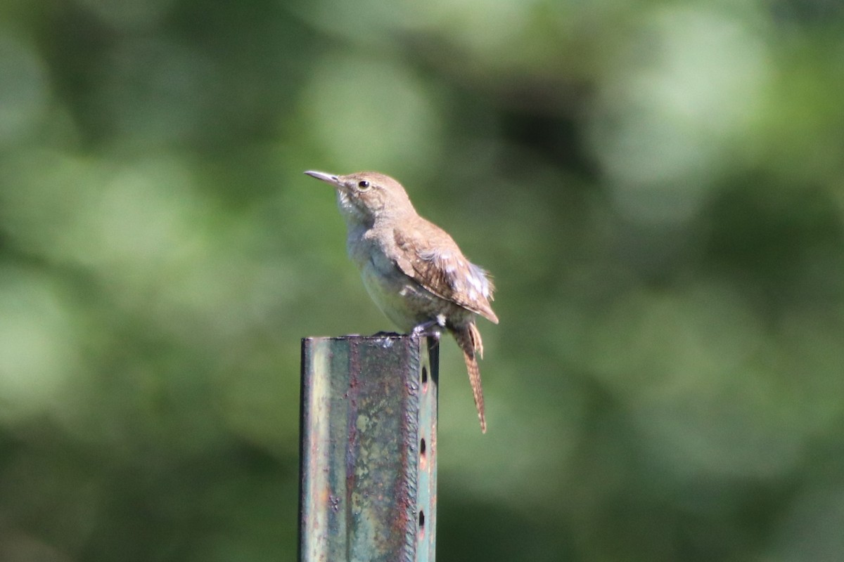 House Wren - Steven Bruenjes