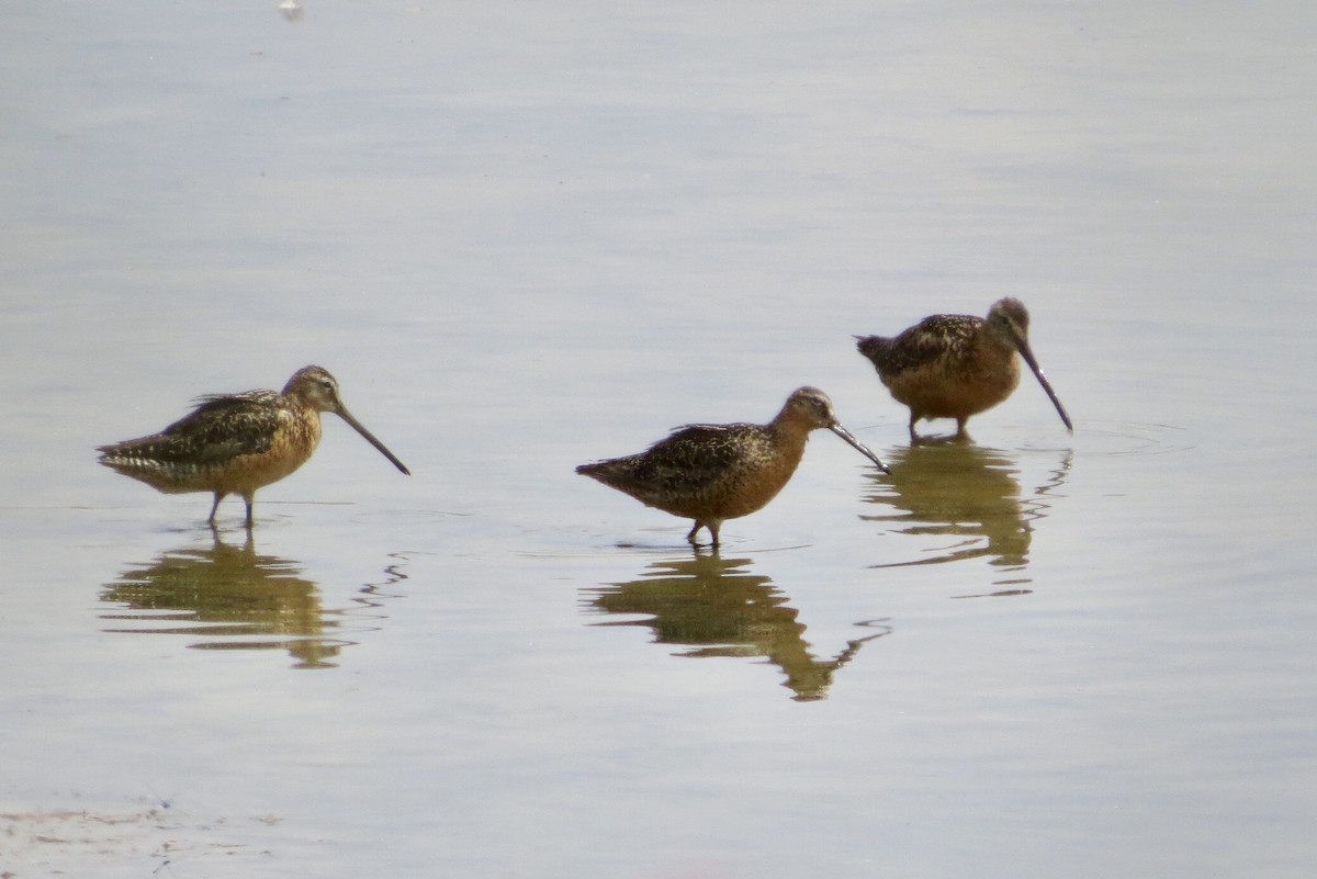Long-billed Dowitcher - ML250129671