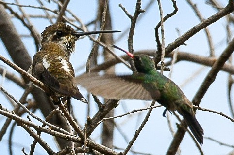 Colibrí Pochotero - ML250130201