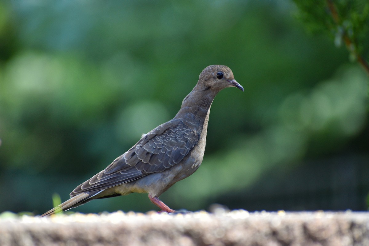 Mourning Dove - ML250130801