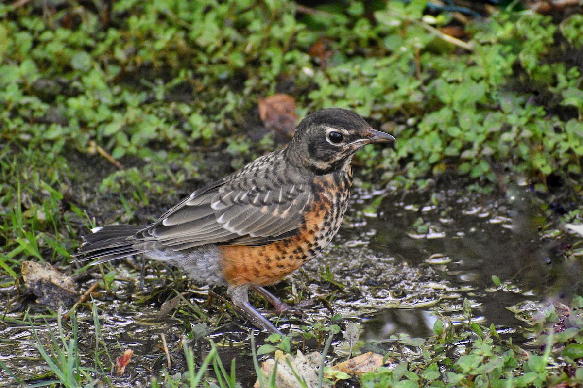 American Robin - Maxima Gomez-Palmer