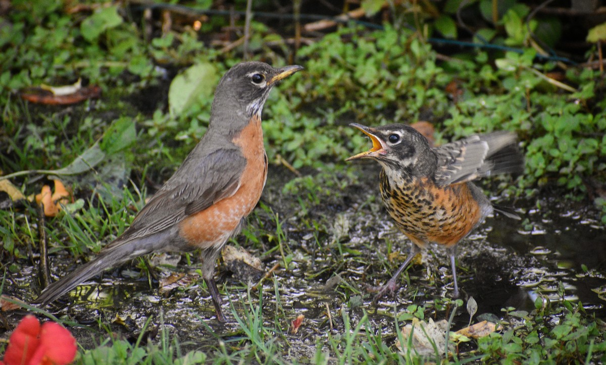 American Robin - Maxima Gomez-Palmer