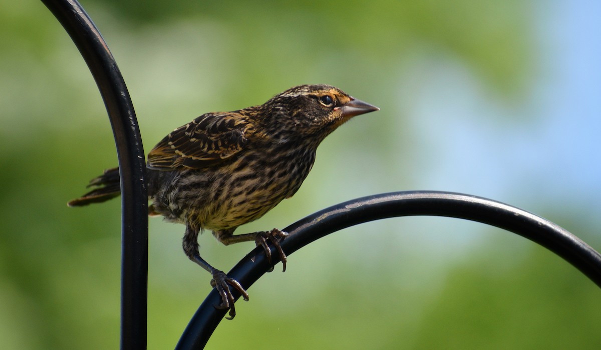 Red-winged Blackbird - Maxima Gomez-Palmer