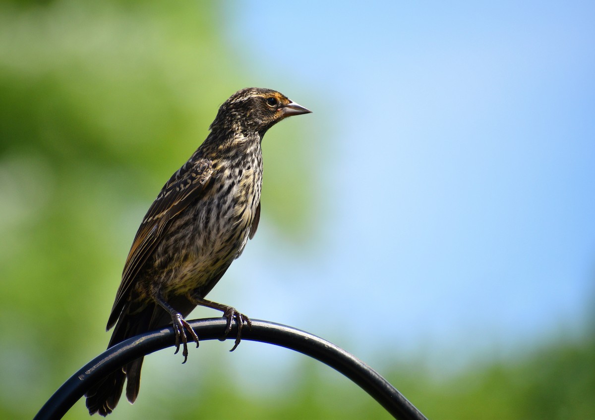 Red-winged Blackbird - ML250131501