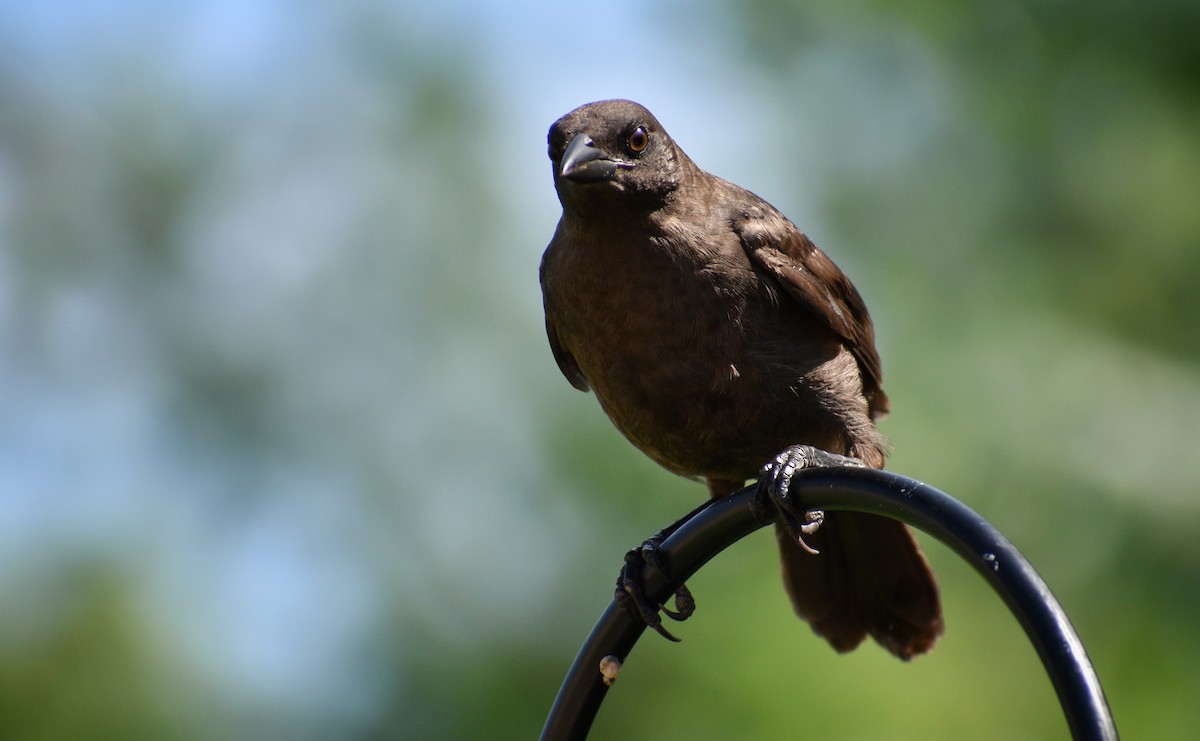 Common Grackle - ML250131531