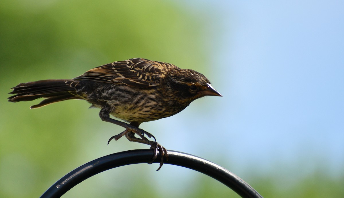 Red-winged Blackbird - Maxima Gomez-Palmer