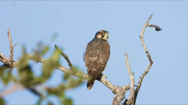 Lanner Falcon - ML250135971