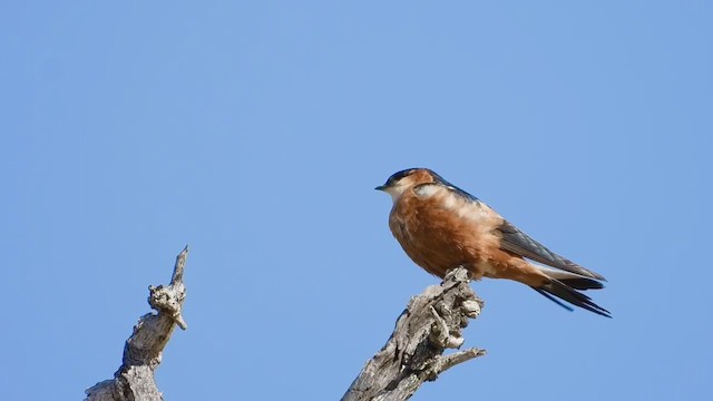 Mosque Swallow - ML250140241
