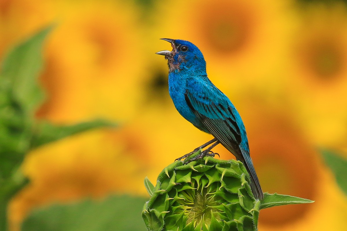 Indigo Bunting - ML250144341