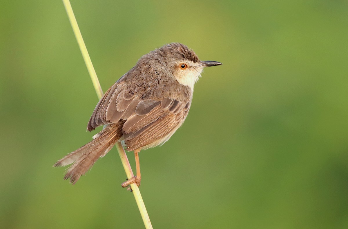 Plain Prinia - ML250145411