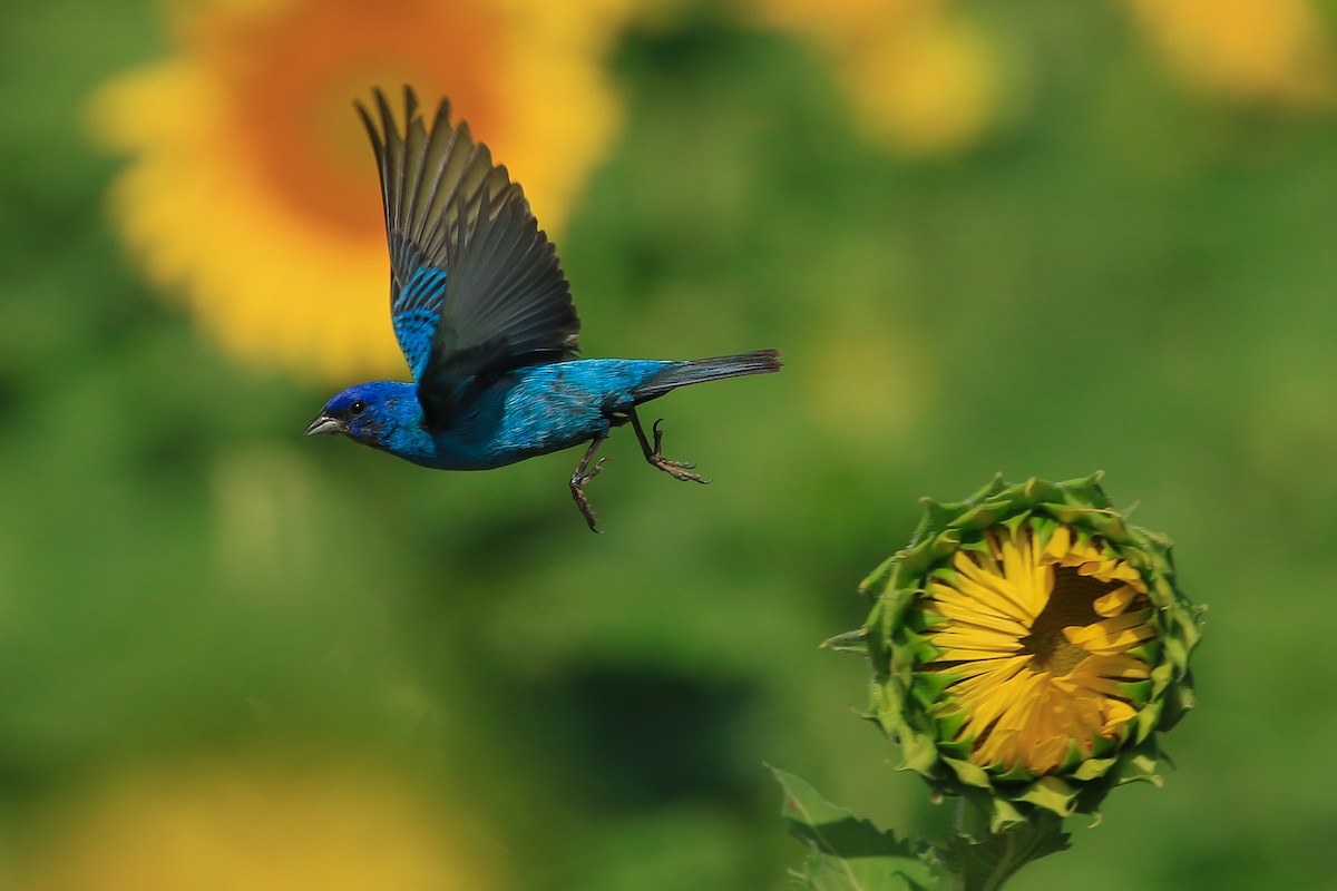 Indigo Bunting - ML250145451