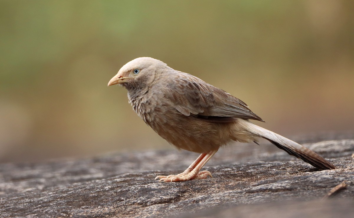 Yellow-billed Babbler - Novelkumar M S
