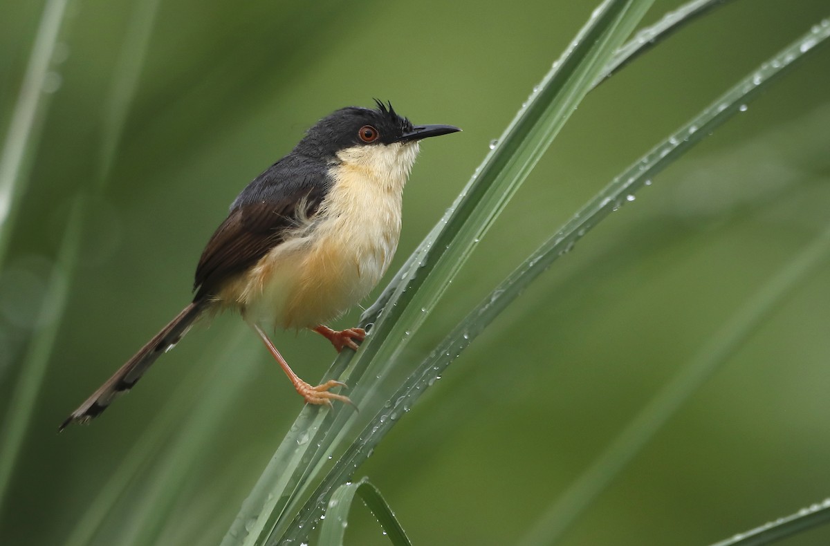 Ashy Prinia - ML250146571