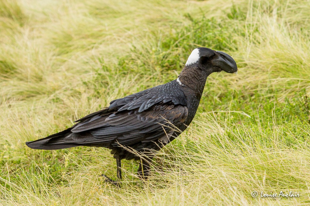 Thick-billed Raven - ML250146741