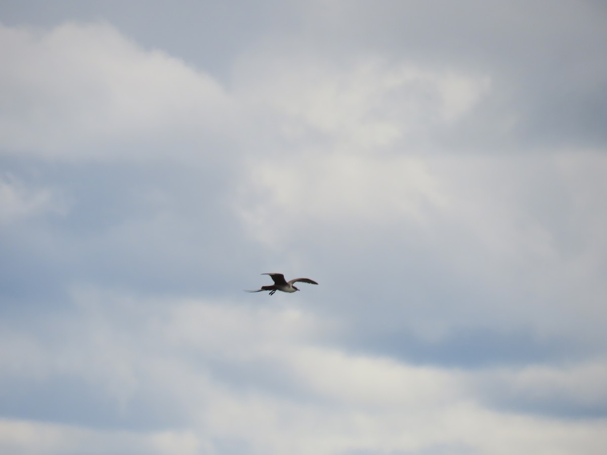 Long-tailed Jaeger - Elias Ernvik