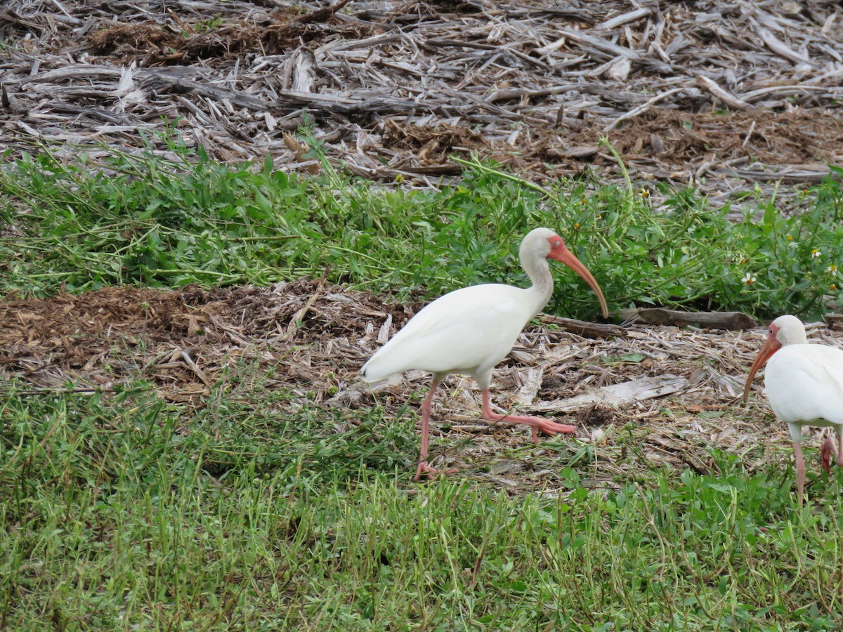 ibis bílý - ML250148691