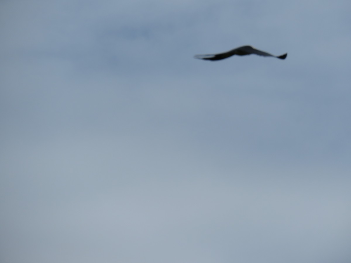 Swallow-tailed Kite - John Mayer