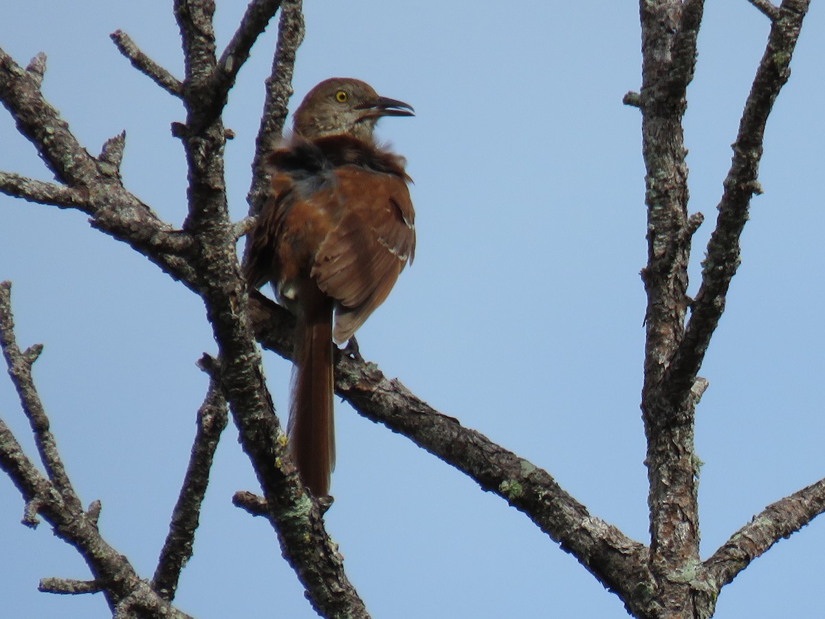 Brown Thrasher - John Mayer