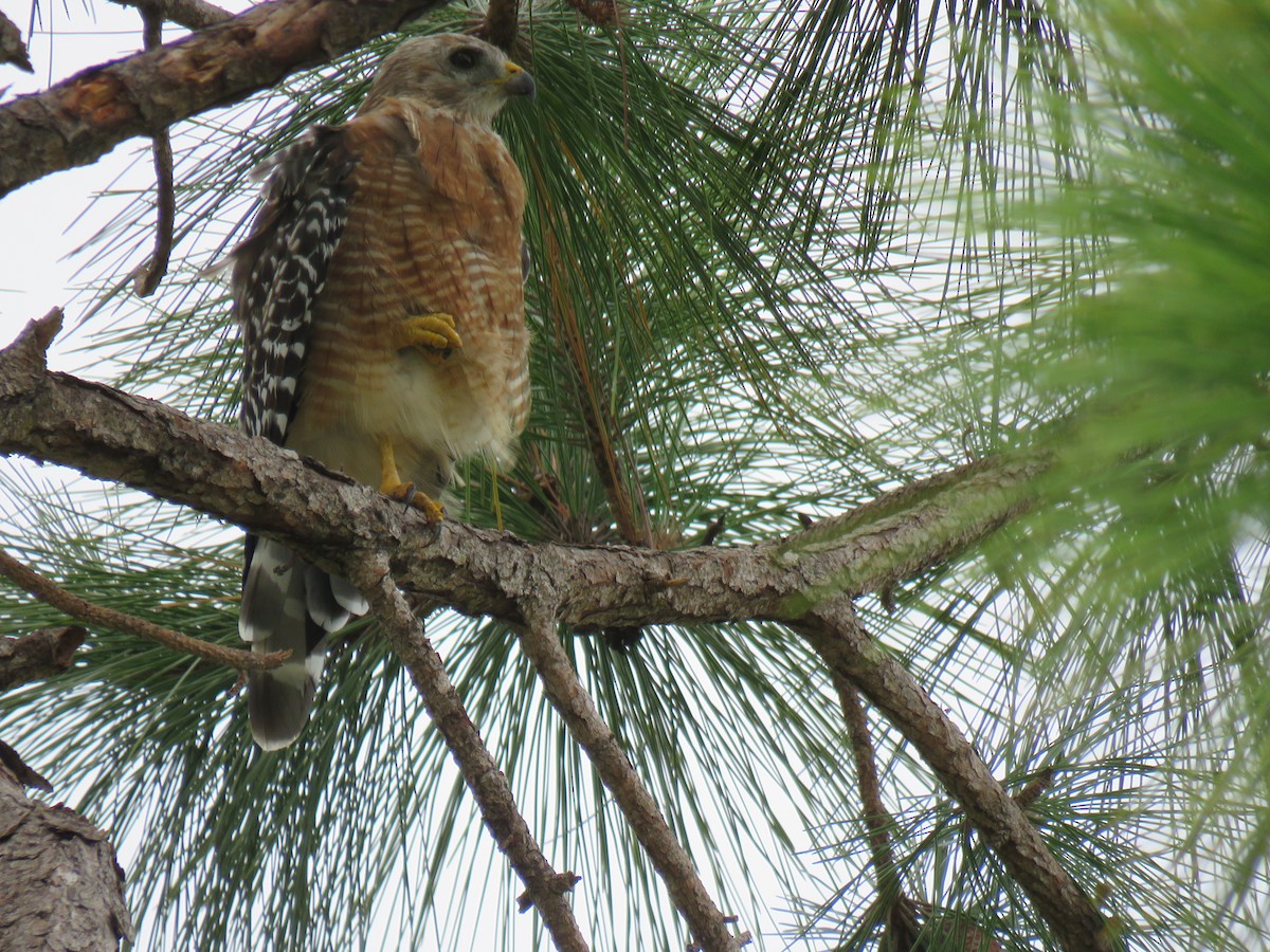 Red-shouldered Hawk - John Mayer