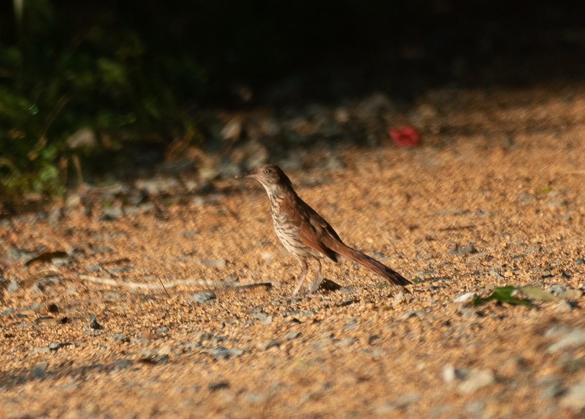 Brown Thrasher - ML250150531