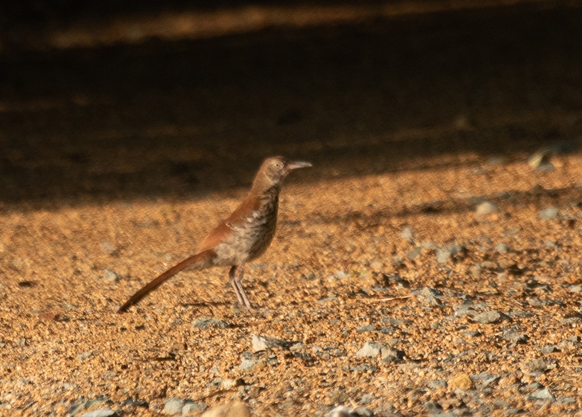 Brown Thrasher - ML250150551