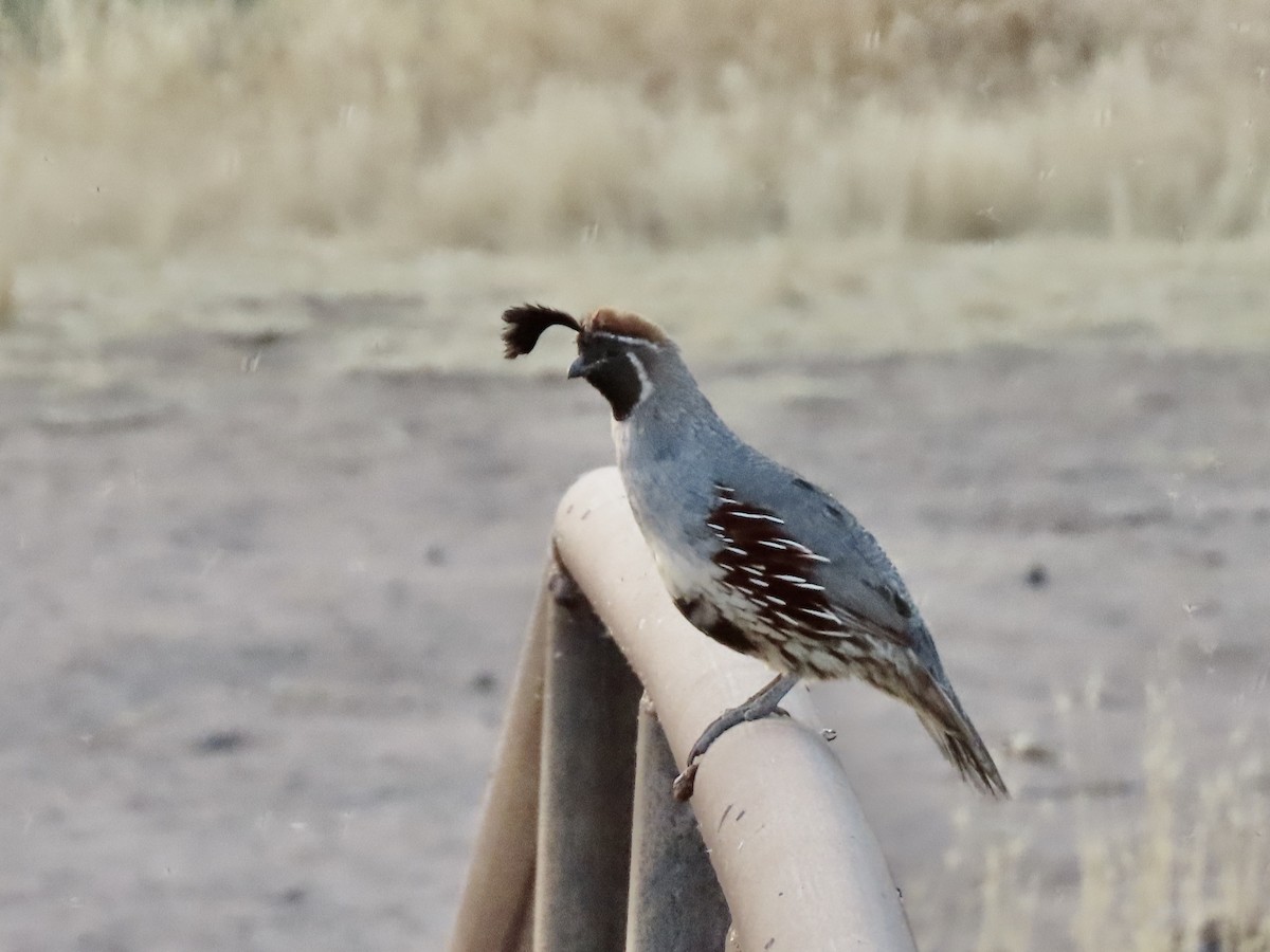 Gambel's Quail - ML250152241