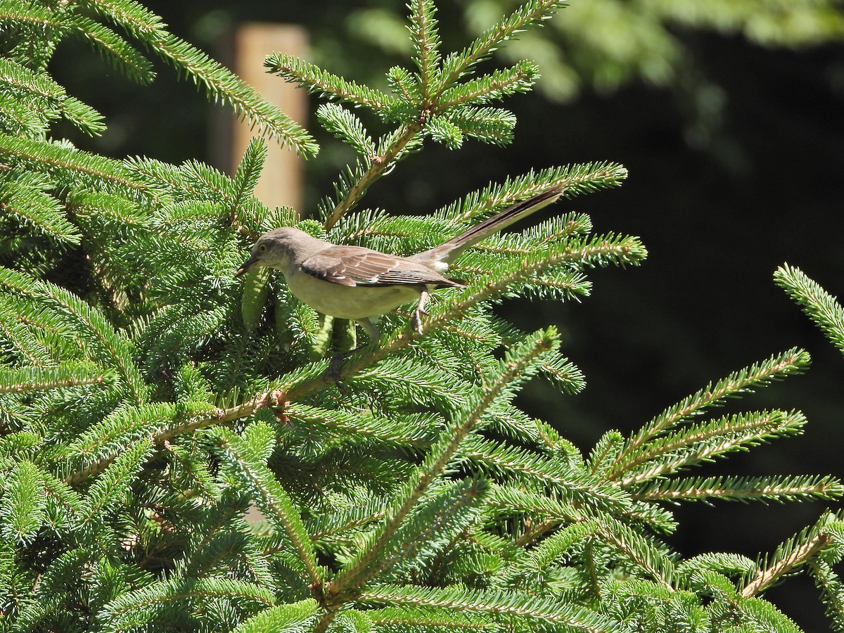 Northern Mockingbird - ML250155341