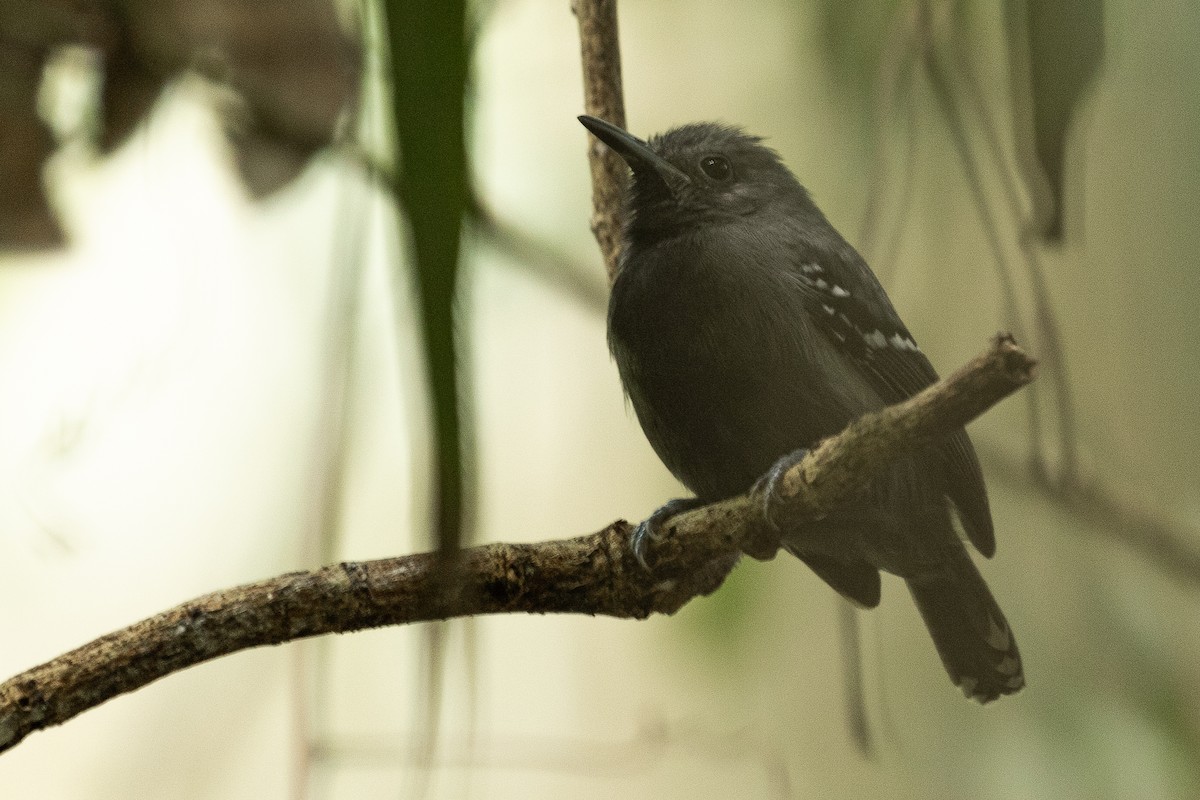 White-flanked Antwren - ML250155361