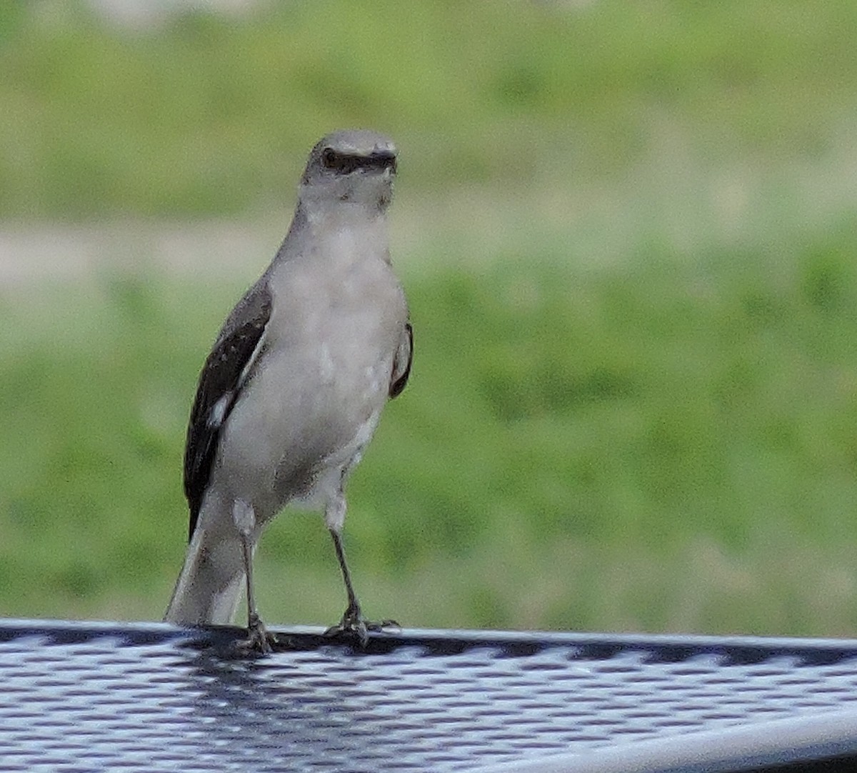 Northern Mockingbird - ML250156601