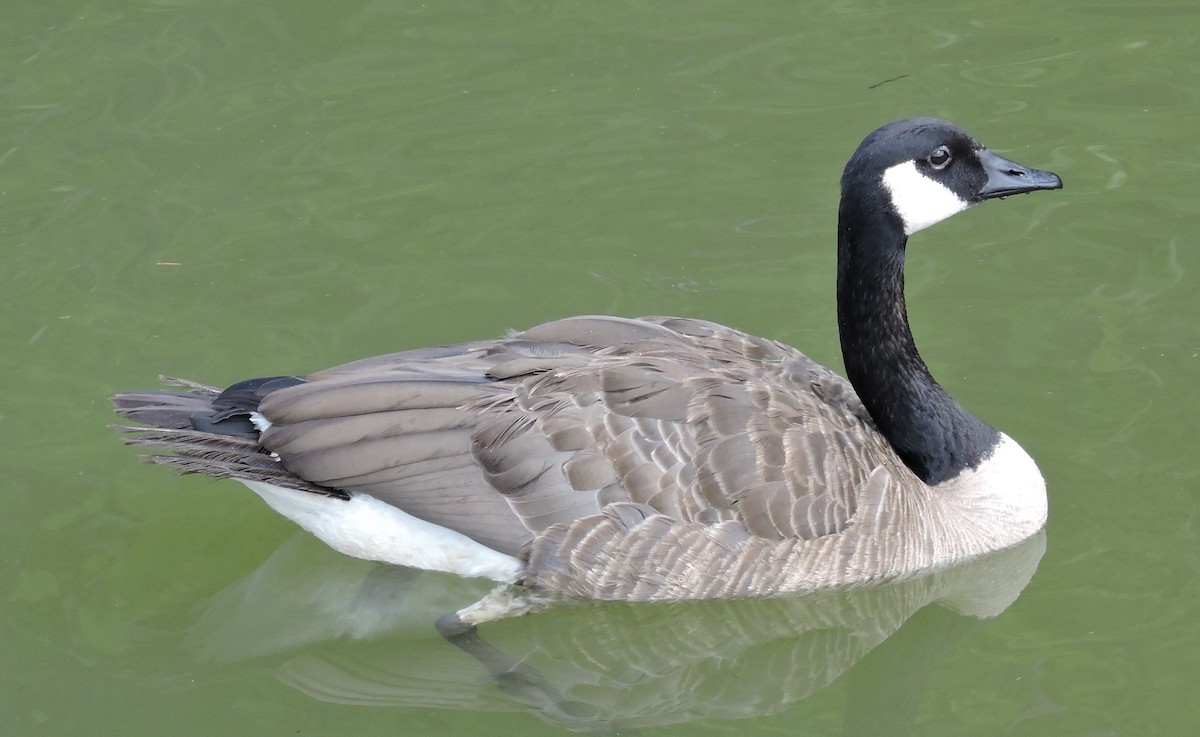 Canada Goose - ML250156731