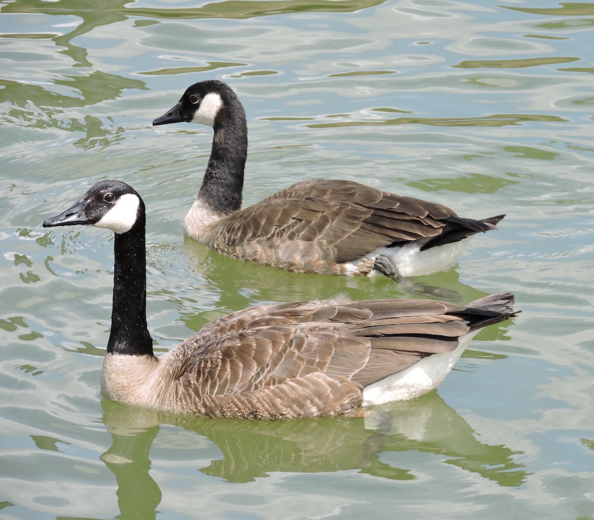 Canada Goose - ML250156751