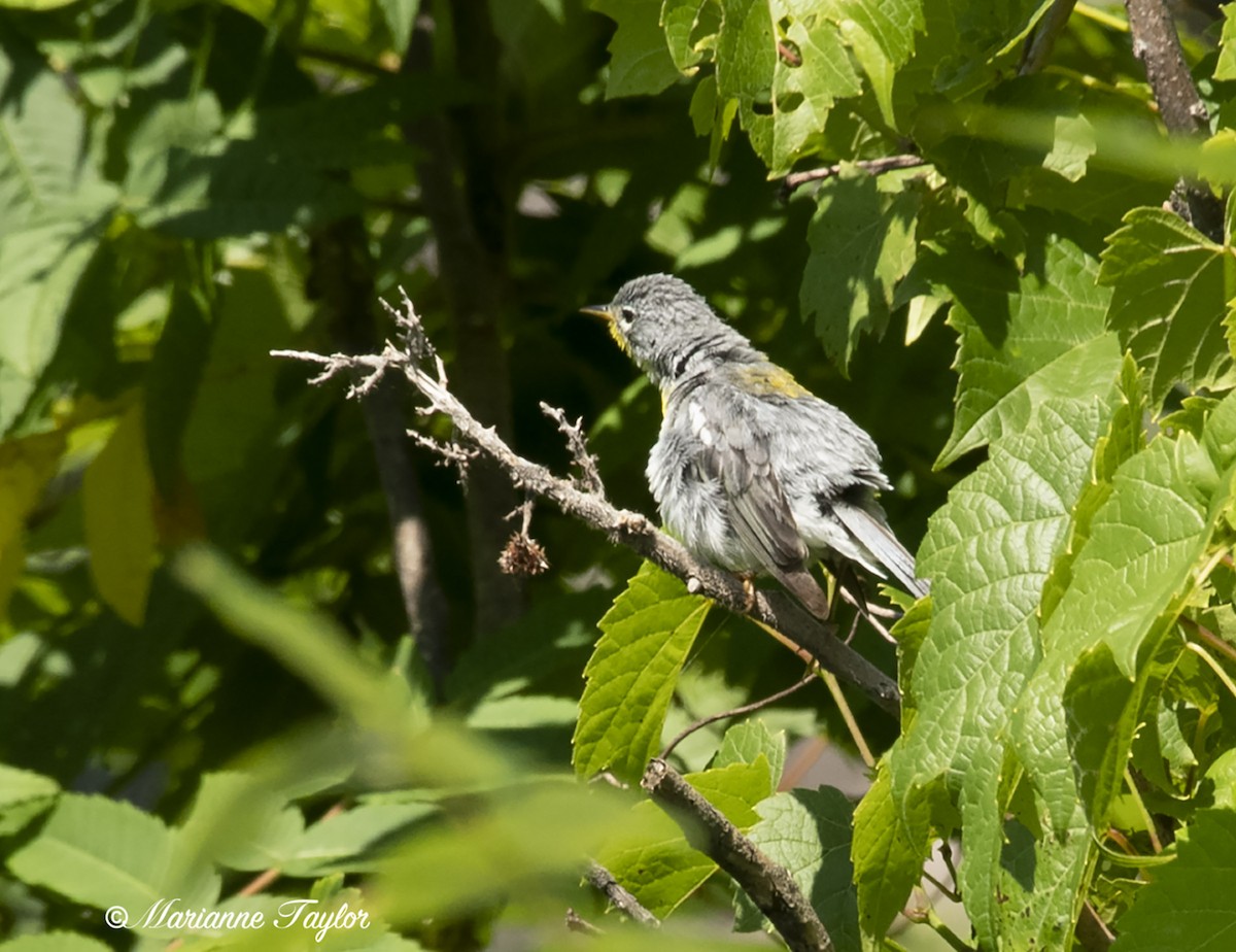 Northern Parula - ML250157751