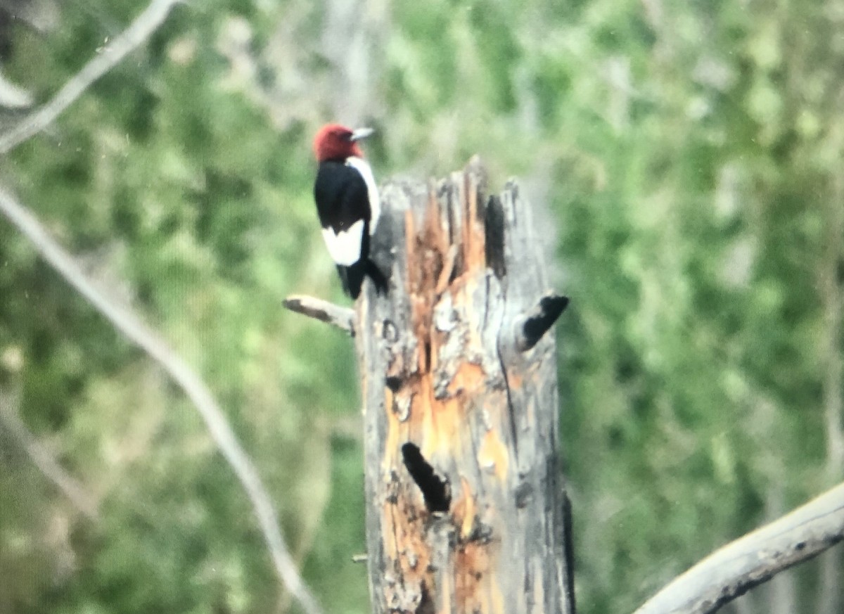 Red-headed Woodpecker - ML250160261