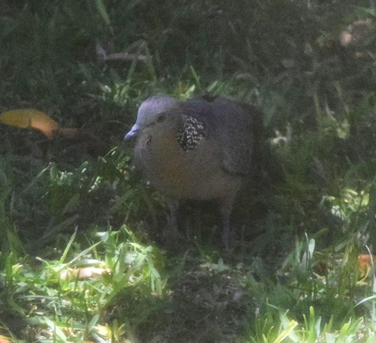 Spotted Dove - Paul  Contreras