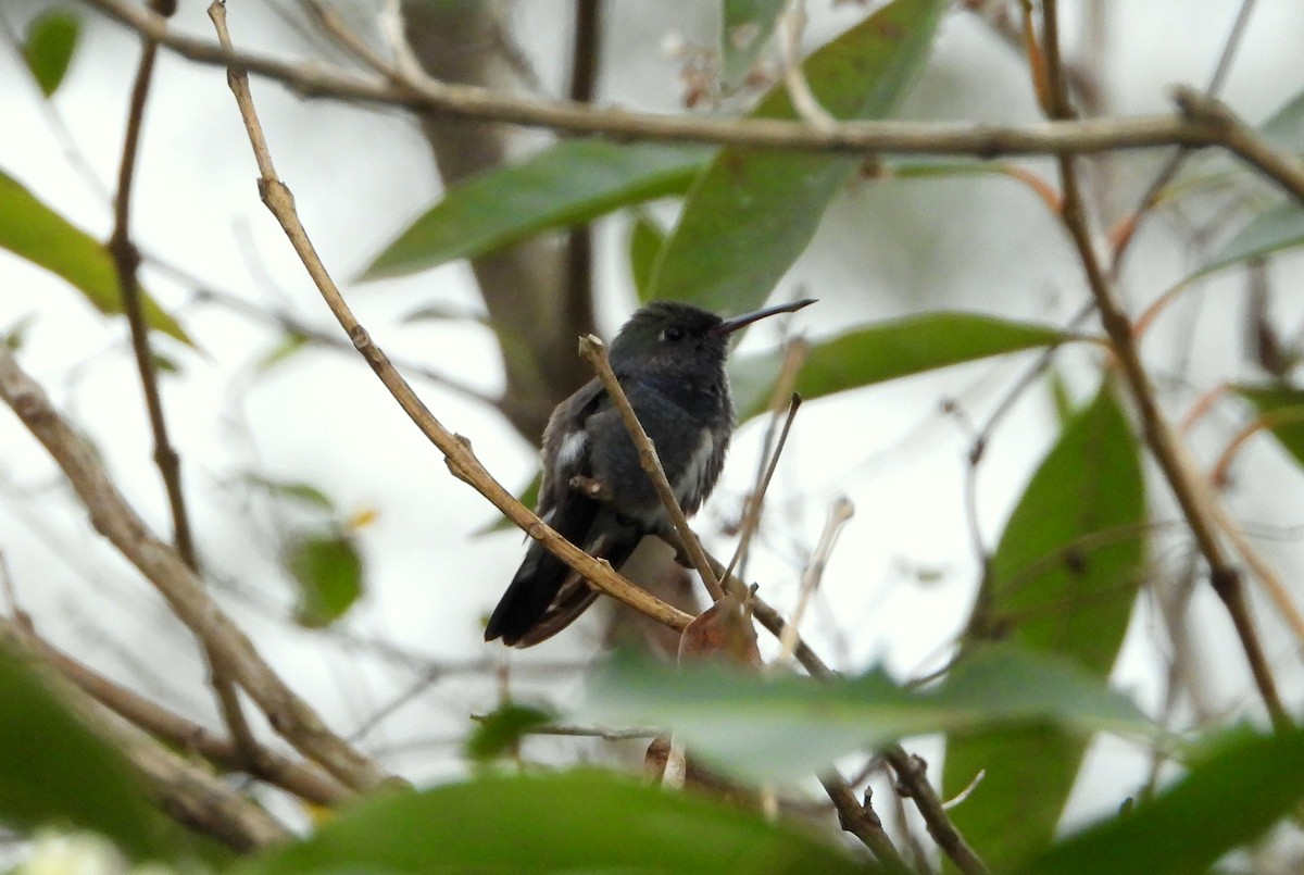 kolibřík safírový - ML250163561