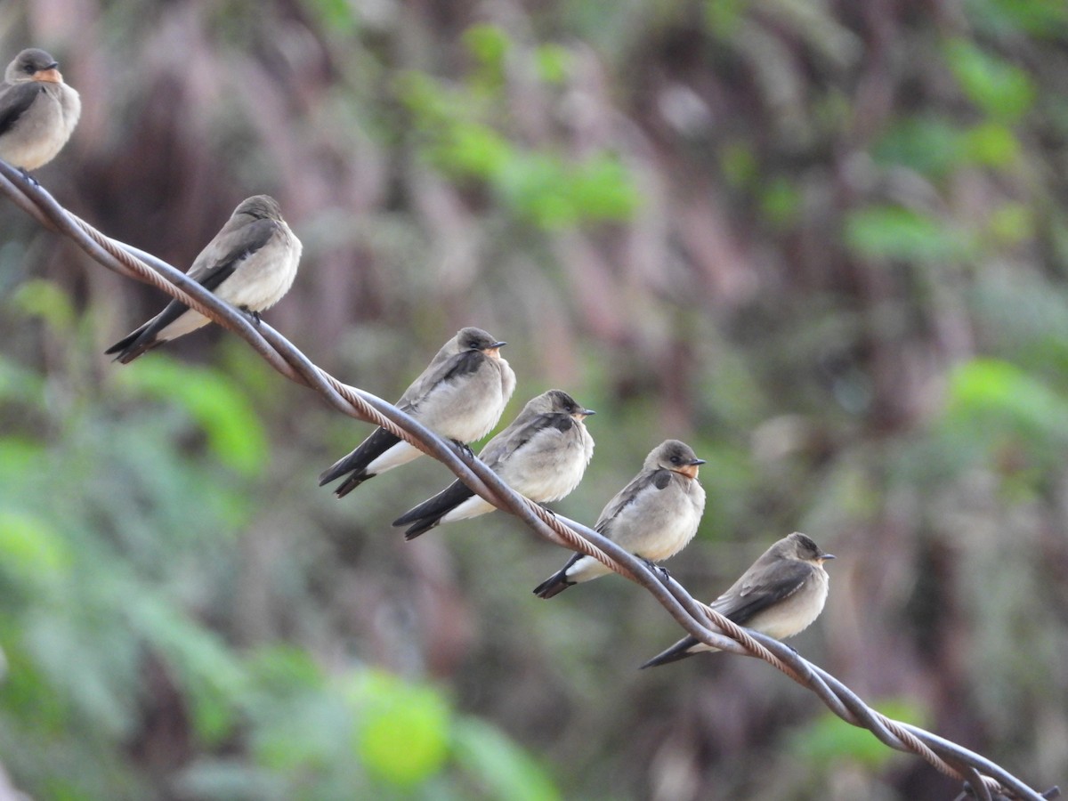 Golondrina Gorjirrufa - ML250164301