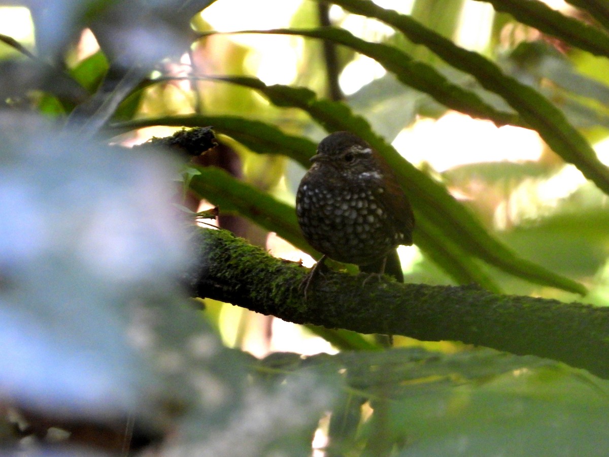 Sharp-tailed Streamcreeper - ML250164961