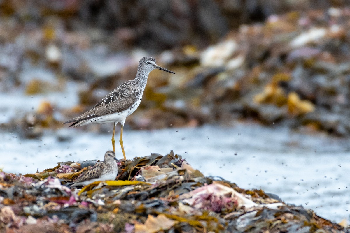 Lesser Yellowlegs - ML250165701