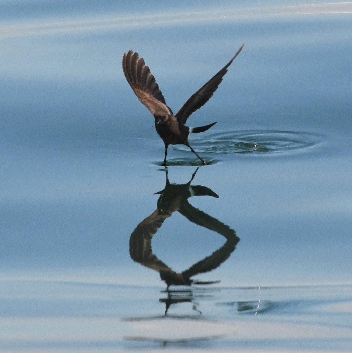 Wilson's Storm-Petrel - ML250166361