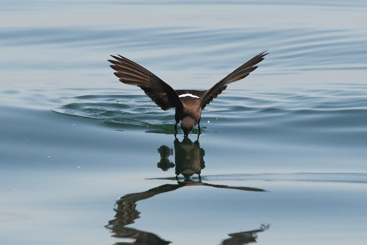 Wilson's Storm-Petrel - ML250166381