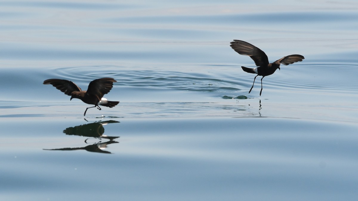 Wilson's Storm-Petrel - ML250166411