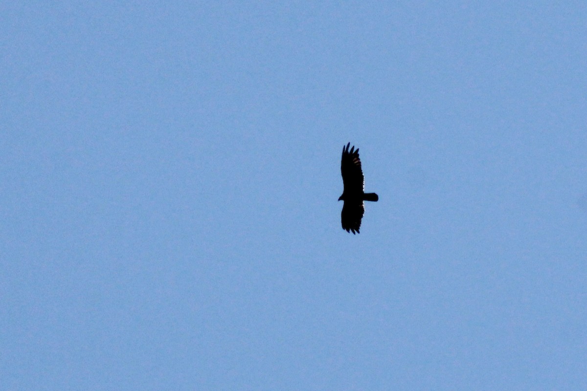 Turkey Vulture - Zac Cota