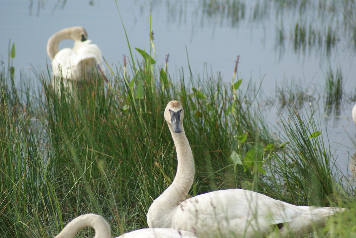 Trumpeter Swan - ML250168231