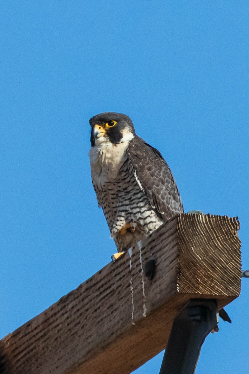 Peregrine Falcon - ML250168391