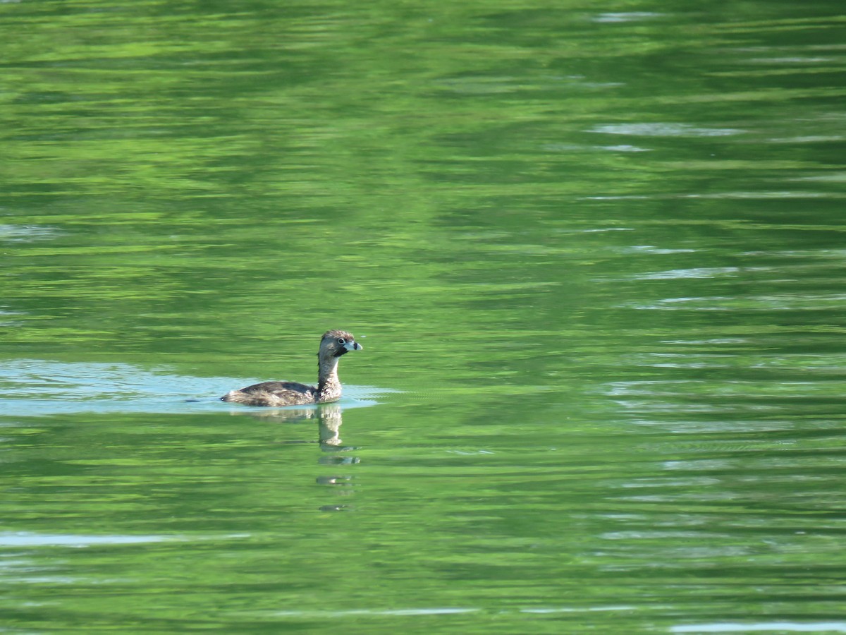 Pied-billed Grebe - Kayley Dillon